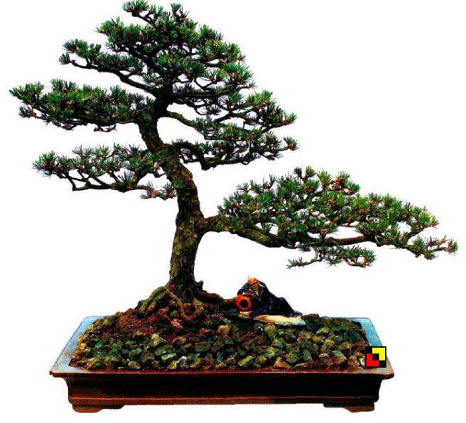 松柏盆景的配件质地与样式