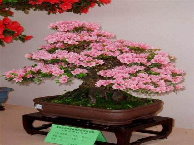中国首棵盆景树王在广州首次亮相