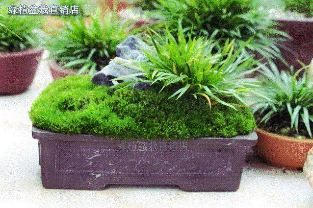 苏派盆景讲究“意在笔先”