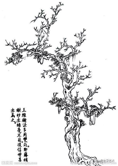 岭南盆景借鉴了国画“疏、密、聚、散”的布局原则 讲究层次安排