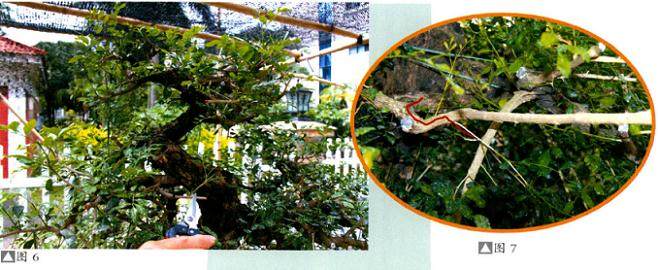 裁切九里香盆景的大枝条是有大风险