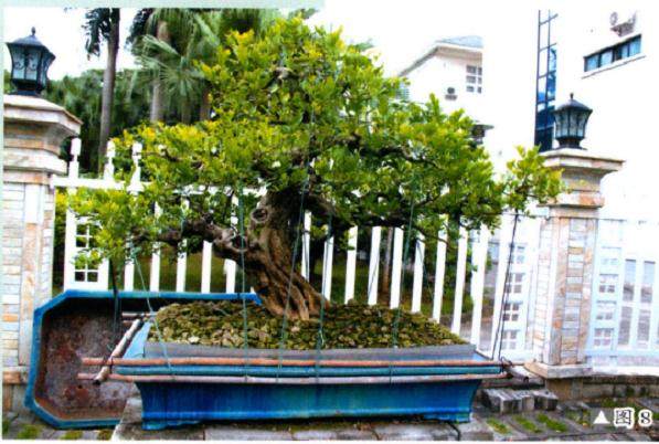 九里香盆景的修剪与造型