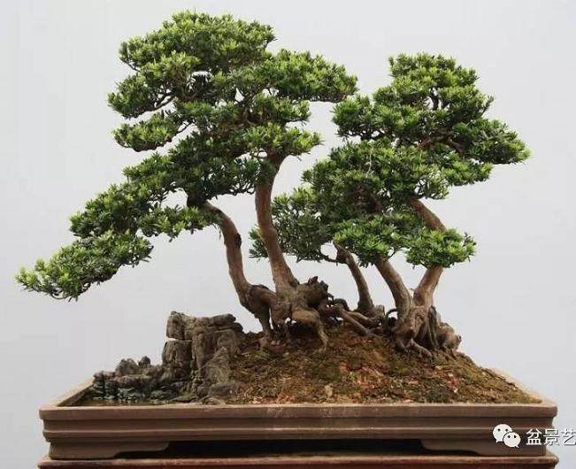 盆景新手入门-浇水篇