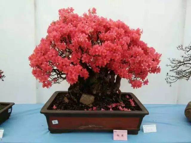 2018枞阳盆景根艺赏石展销会系列介绍