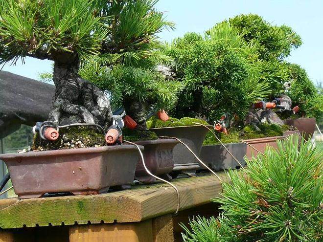 图解 看我的盆景浇水系统 700元搞定