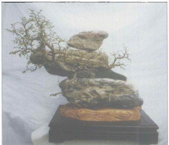 虚拟的水旱型.岛屿式的盆景布局