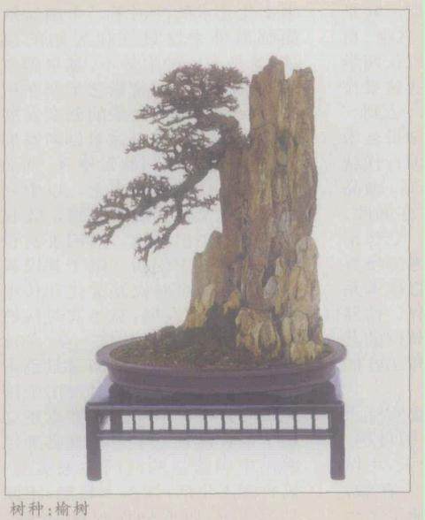目前中国盆景界有&lsquo;亲日&rsquo;和刮&lsquo;台风&rsquo;的创作倾向