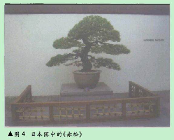 美国国家盆栽和盆景博物馆