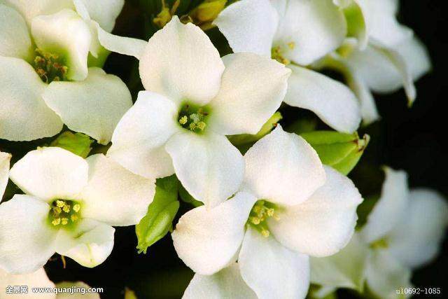 对白花絮薇进行换冠嫁接，未见有成活檀株