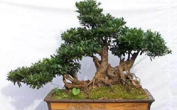 中华蚊母一枝一枝萎缩并桔死 什么原因?