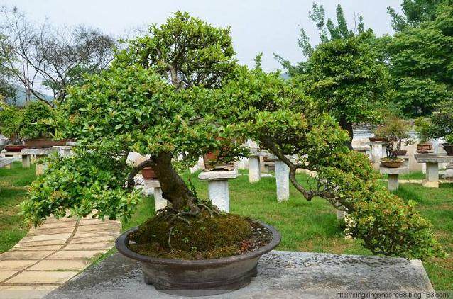 黄果树盆景园作品等你来命名