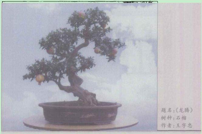 果树盆景不正常落果 是相对其座果过多引起的