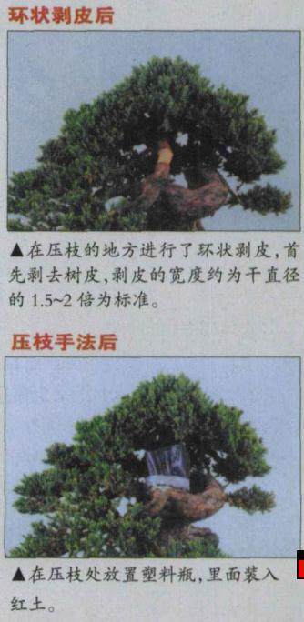 图解 怎么高压环剥法改造盆景实例 上