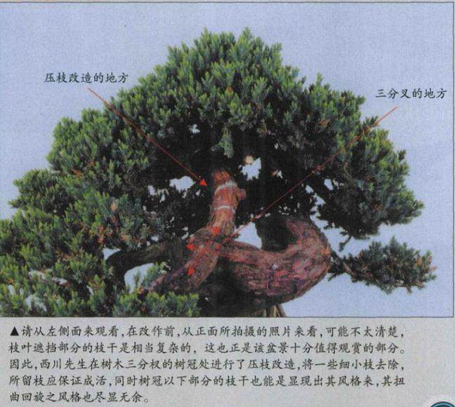 图解 怎么高压环剥法改造盆景实例 上