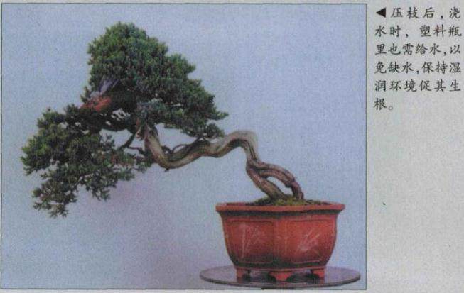 图解 怎么高压环剥法改造盆景实例 上