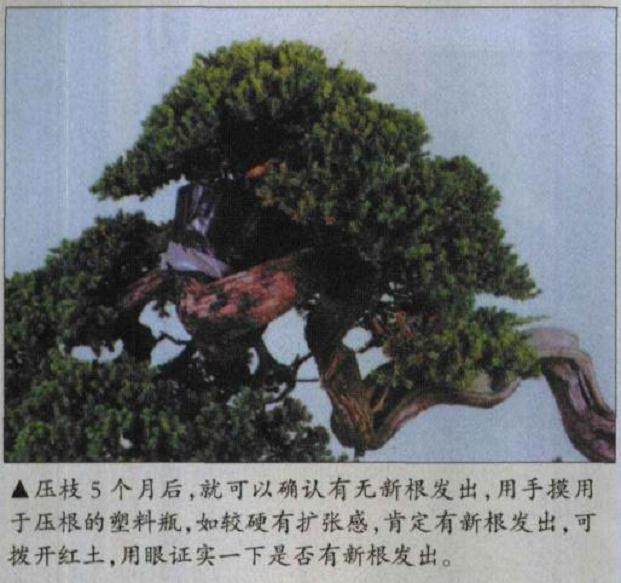 图解 怎么高压环剥法改造盆景实例 上