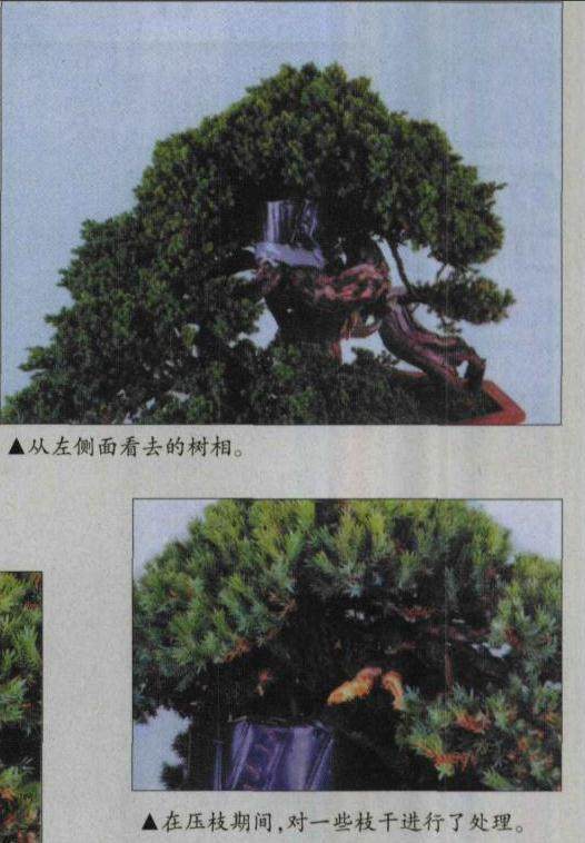 图解 怎么高压环剥法改造盆景实例 上