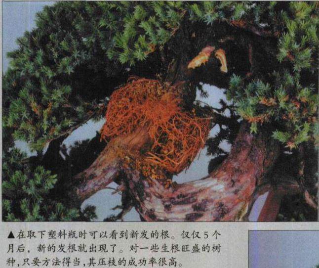 图解 怎么高压环剥法改造盆景实例 上