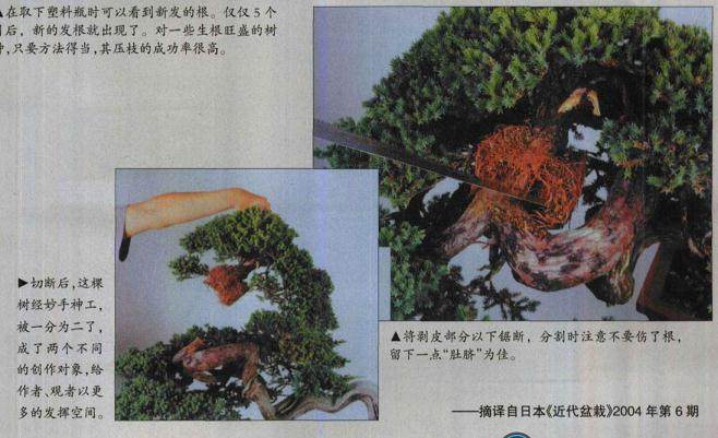 图解 怎么高压环剥法改造盆景实例 上