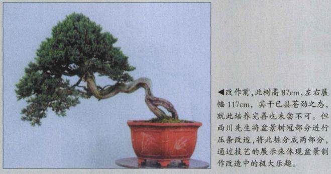 高压环剥法改造盆景实例（上）