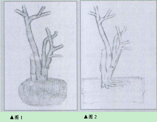 九里香盆景的制作造型构图
