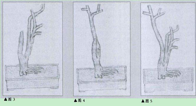 九里香盆景的制作造型构图