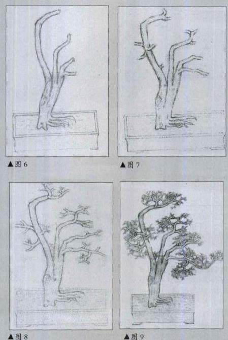 九里香盆景的制作造型构图