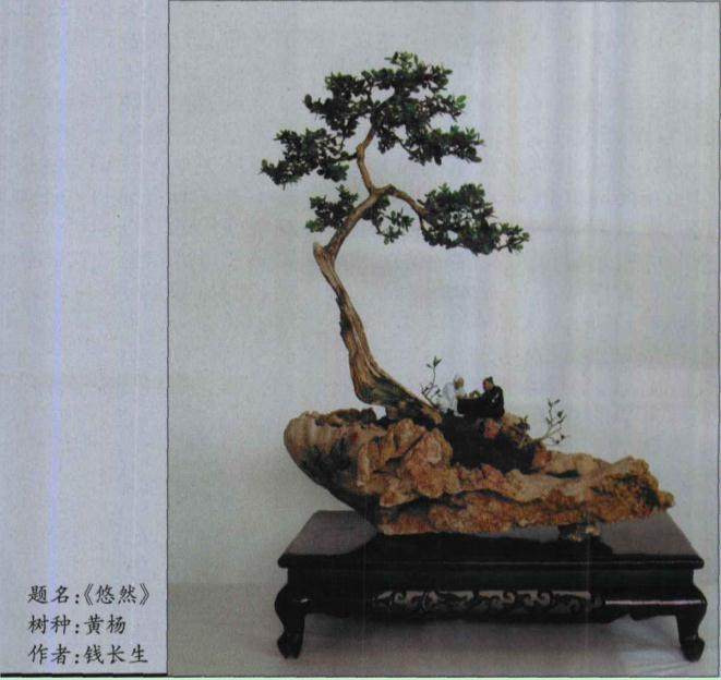 山东盆友谈 制作曲干式盆景的技巧