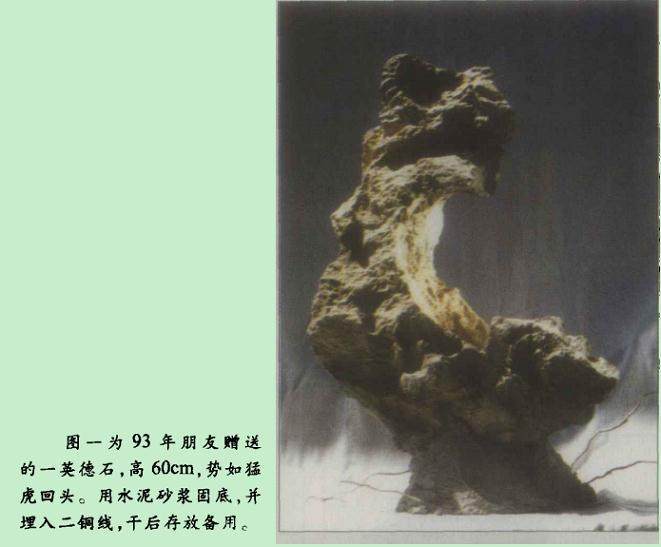 附石类盆景取材容易 制作方便 小中见大