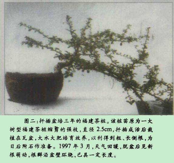 附石类盆景取材容易 制作方便 小中见大