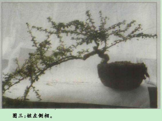 附石类盆景取材容易 制作方便 小中见大