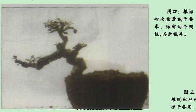 附石类盆景取材容易 制作方便 小中见大