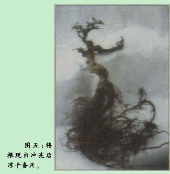 附石类盆景取材容易 制作方便 小中见大