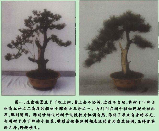 黑松盆景造型以剪扎吊拉为宜 蟠扎用铝丝 铜丝都可