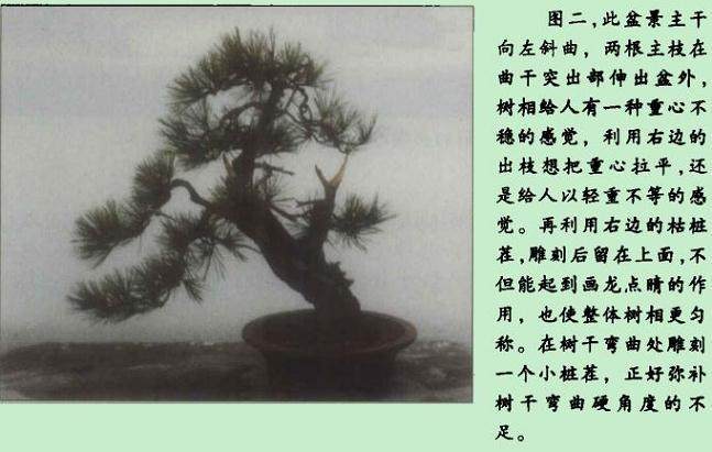 黑松盆景造型以剪扎吊拉为宜 蟠扎用铝丝 铜丝都可