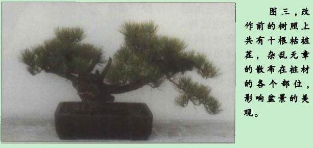 黑松盆景造型以剪扎吊拉为宜 蟠扎用铝丝 铜丝都可