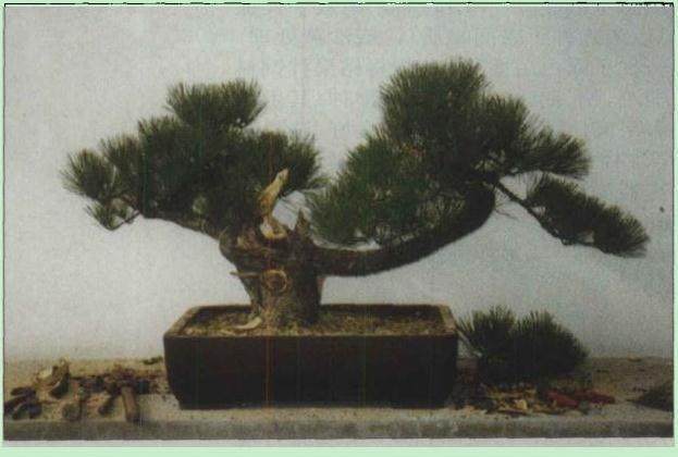 图解 黑松盆景怎么用铝丝铜丝蟠扎