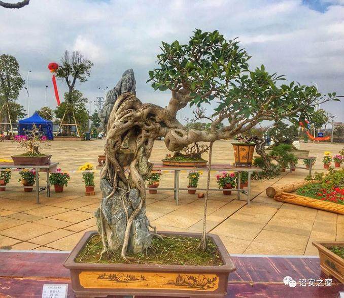 江滨公园举办2018年元宵节闽粤两省四县盆景精品展