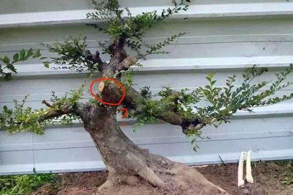 制作中小型盆景,如何选留过渡托枝?