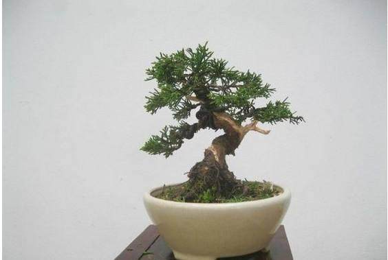 最后我想谈一点关于日本人的真柏盆景观