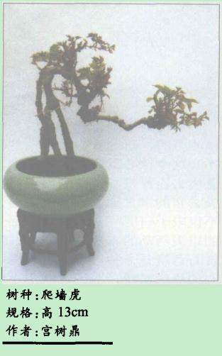 爬墙虎小品盆景的播种与扦插