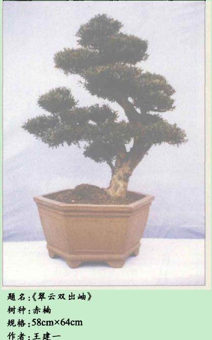 赤楠盆景的上盆与剪扎