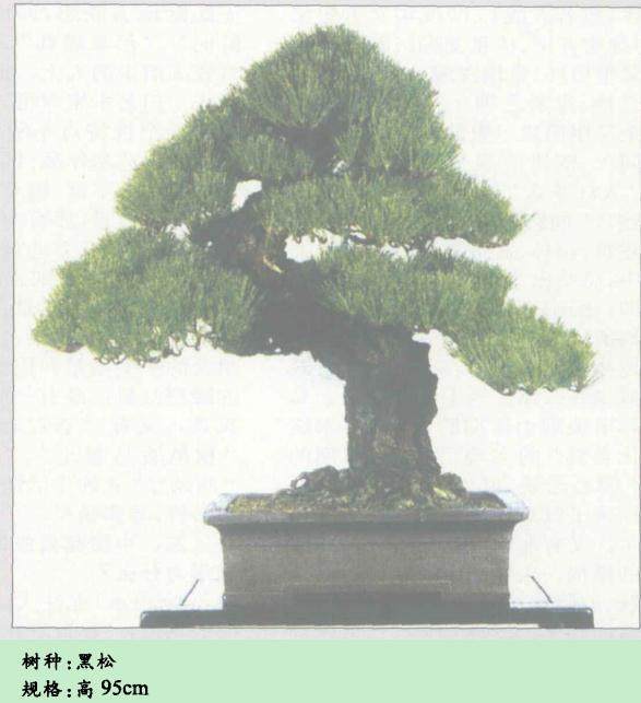 制作盆景必须抵御世俗轻视的眼光和嘲笑