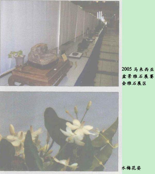 2005年马来西亚盆景雅石展