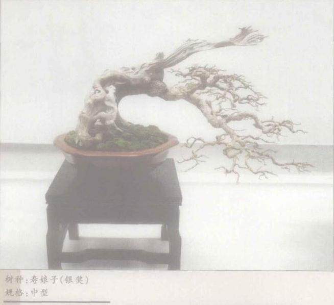 2005年马来西亚盆景雅石展