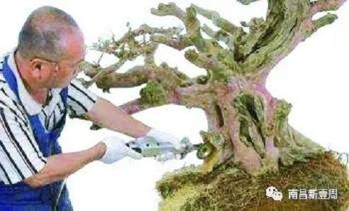 红梅与苔藓搭配出的盆景造型