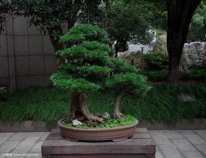 雀舌罗汉松叶子变长变宽了 这是何缘故？