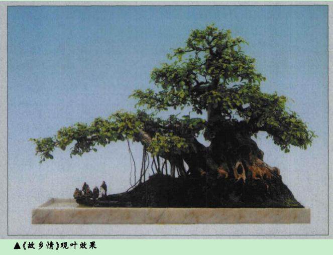 岭南水岸盆景《故乡情》的制作过程