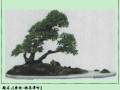 品味《艚曲·桃花潭吟》树石盆景的意境