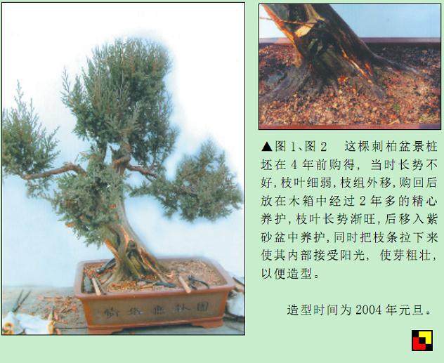 图解 刺柏盆景怎么初步造型的处理